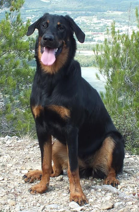 domainedelalicorne.fr Elevage de beauceron chiot beauceron pure race élevage du clos de la licorne elevage des gardiens de la licorne elevage beauceron noir et feu authentique gros gabarits élevage de Beauceron familial sérieux et qualité domainedelalicorne.fr suivi des chiots conseil d’éducation chiot propre bas rouge santé caractère spécialiste du beauceron noir et feu ou arlequin chien rustique berger de France  nos chiots sont élevés avec amour et attention notre passion au service de la qualité Beauceron de qualité et sportif domaine de la licorne 04380 BARRAS élevage en liberté éleveur berger de beauce élevage de beauceron de travail 